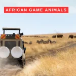 African Game Animals