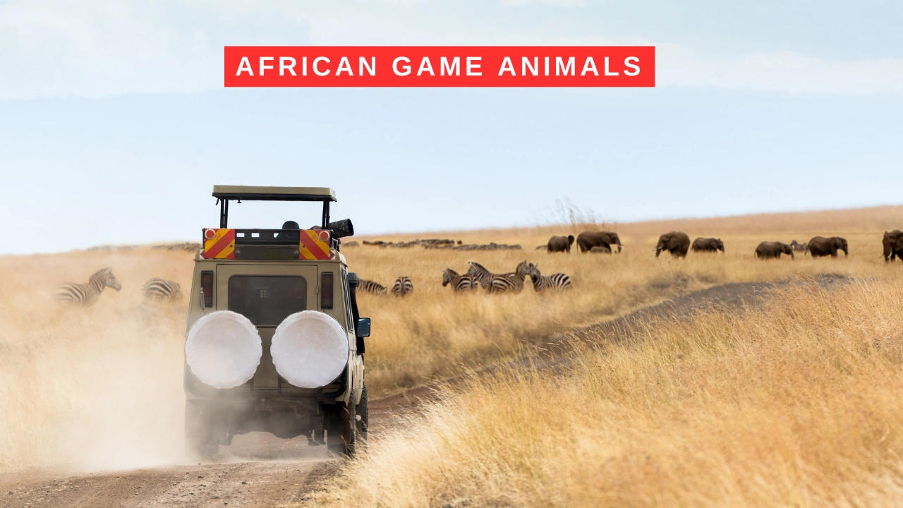 African Game Animals
