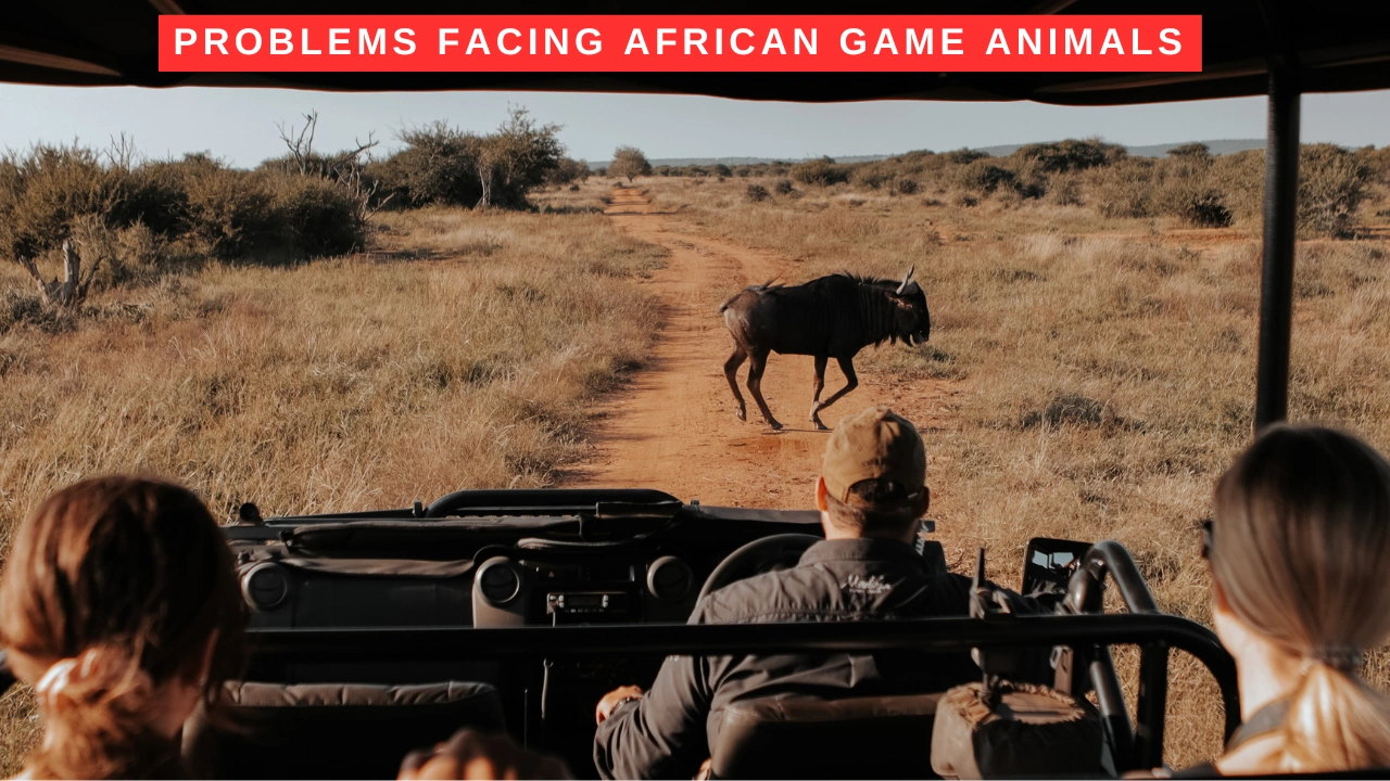 Problems Facing African Game Animals